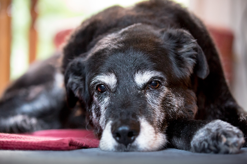 Oude hond-voordelen-nadelen-dierencrematie-remembermepets